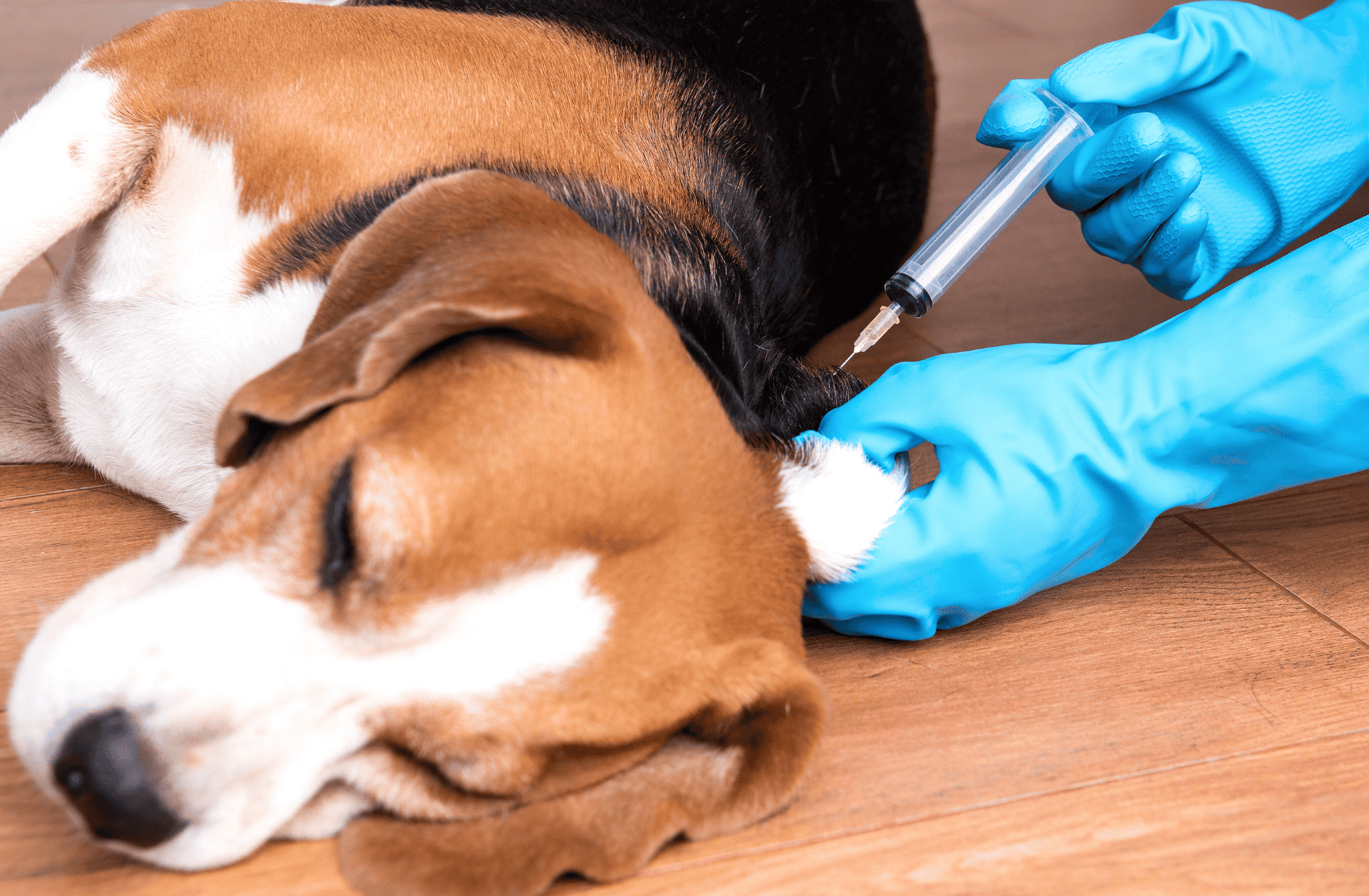 Singota Solutions (Bloomington, Indiana CDMO) discusses "Smart Syringes & Stable Outcomes: Innovations and Trends in Animal Health Injectables." Singota specializes in aseptic filling, injectable drug development, formulation development, and supply chain management.